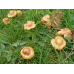 Мицелий Опенка лугового / Луговик (Marasmius oreades)